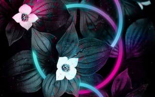 Картинка андроид, цветной, лепесток, пурпур, цветок