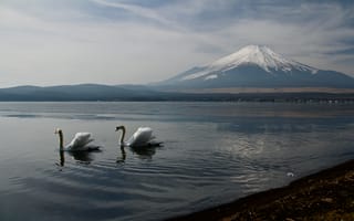 Картинка гора Фудзи, вода, птица, гора, облако