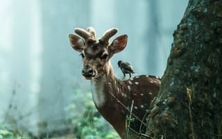 Картинка тигр, живая природа, растение, природа, древесина