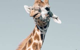 Картинка Жираф, жирафовые, растение, шея, олененок