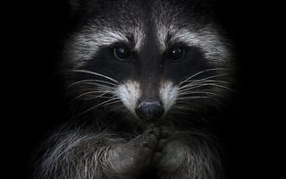 Картинка одеяло, кошачьих, кошки малого и среднего размера, наземные животные, серый цвет