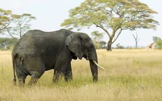 Картинка африканский слон Буша, Слон, растительное сообщество, растение, слон питьевая вода