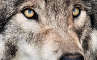 Картинка живая природа, арктический волк, фладри, Восточный волк, датский дог