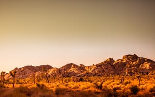 Картинка дерево Джошуа национальный парк, Заповедник с видом на пустыню, макарон, Мохаве, Плотина Баркера