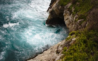 Картинка Эпл, всемирная конференция разработчиков, растение, вода, макбук Эйр