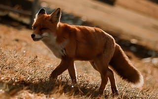 Картинка сумчатое животное, древесина, наземные животные, олененок, морда