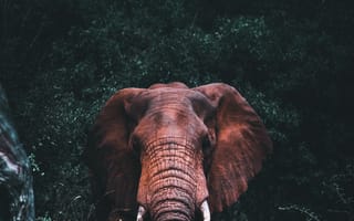 Картинка африканский слон, Слон, растение, индийский слон, глаз