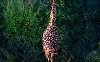 Картинка Жираф, Damaksnis, растение, жирафовые, сенокосное угодье