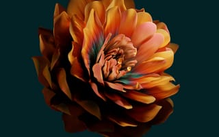 Картинка Huawei, huawei emui, цветок, Xiaomi, лепесток