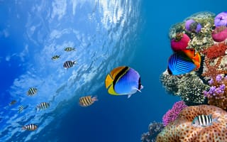 Картинка коралловый риф, подземные воды, рыба, морская биология, коралловый риф рыбы