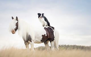 Картинка бордер колли, конь, щенок, жеребец, Мустанг лошадь