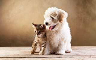 Картинка кот, котенок, ветеринарный врач, щенок, собака породы