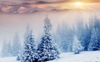 Картинка снег, зима, дерево, замораживание, мороз