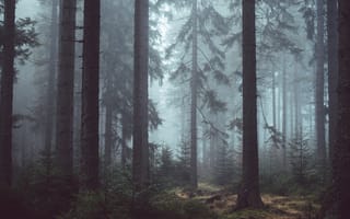 Обои туман, лес, дерево, лесистая местность, природа