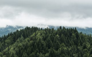 Картинка дерево, горный рельеф, лес, гора, растительность