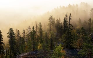 Картинка лес, дерево, хвойными лесами, туман, дикая местность