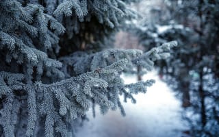 Картинка снег, зима, мороз, дерево, замораживание