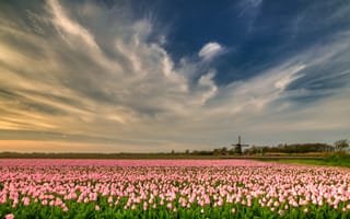 Картинка тюльпаны, цветковое растение, цветок, облако, поле