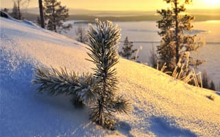 Картинка зима, снег, дерево, замораживание, ветвь