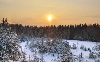 Картинка зима, пихта, снег, дерево, замораживание