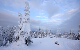Обои зима, снег, облако, дерево, замораживание