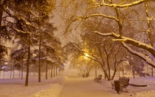 Картинка снег, зима, дерево, ветвь, природа