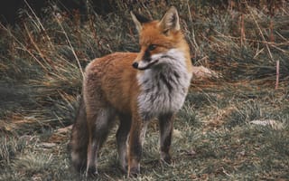 Картинка лиса, рыжая лисица, живая природа, шакал, мех