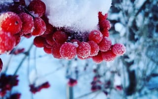 Картинка зима, снег, ягоды, простуда, фрукты