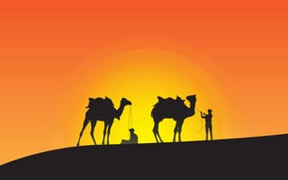 Картинка пустыня, верблюд, арабский верблюд, Верблюдовые, окружающая среда