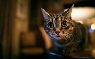 Картинка кот, бакенбарды, кошки малого и среднего размера, глаз, морда