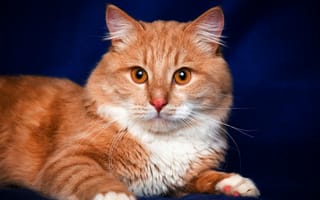 Картинка кот, кошачьих, Сибирская кошка, котенок, бакенбарды