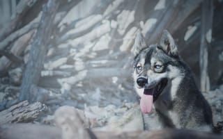 Картинка пес, Себирская Хаски, собака породы, зима, собака