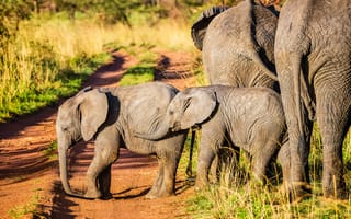 Картинка африканский слон Буша, Африканский лесной слон, Слон, Лев, живая природа