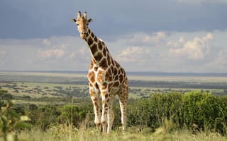 Картинка Жираф, наземные животные, живая природа, жирафовые, сенокосное угодье