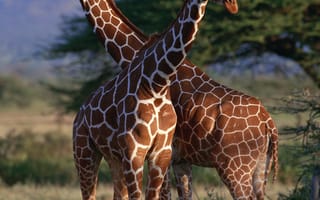 Картинка Жираф, наземные животные, жирафовые, живая природа, Северный жираф