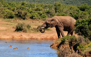 Картинка Слон, живая природа, слоны и мамонты, наземные животные, африканский слон