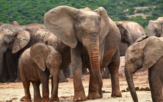 Картинка африканский слон Буша, Слон, слоны и мамонты, наземные животные, живая природа