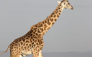 Картинка Жираф, наземные животные, жирафовые, живая природа, морда