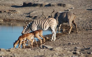 Обои национальный парк Этоша в Намибии, Свакопмунд, соссусфлей, национальный парк, парк
