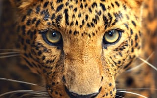 Картинка наземные животные, живая природа, бакенбарды, Леопард, морда