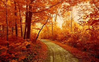 Картинка лес, осень, природный ландшафт, дерево, природа