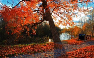 Обои дерево, лист, природа, осень, листопадные