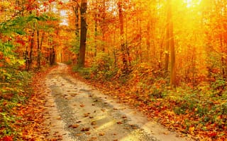 Картинка осень, лес, природа, лист, листопадные