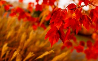 Картинка осень, лист, весна, крупный план, красный цвет
