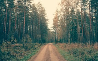Картинка дерево, лес, природа, грунтовая дорога, дорога