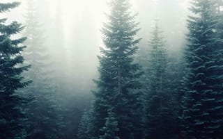 Обои лес, дерево, природа, туман, дымка