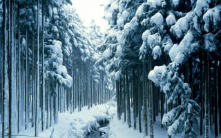 Картинка зима, лес, замораживание, снег