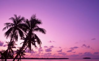 Картинка закат, дерево, Пальма, послесвечение, тропическая зона