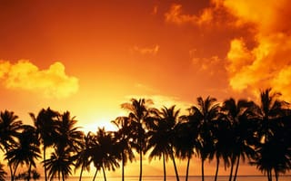 Картинка Пальма, закат, облако, восход солнца, послесвечение