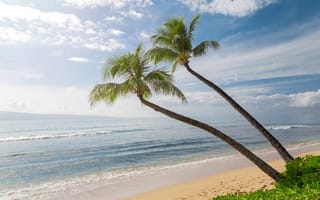 Картинка волны океан песок пальмы, пальмовые рощи, Гавайи, побережье, океан
